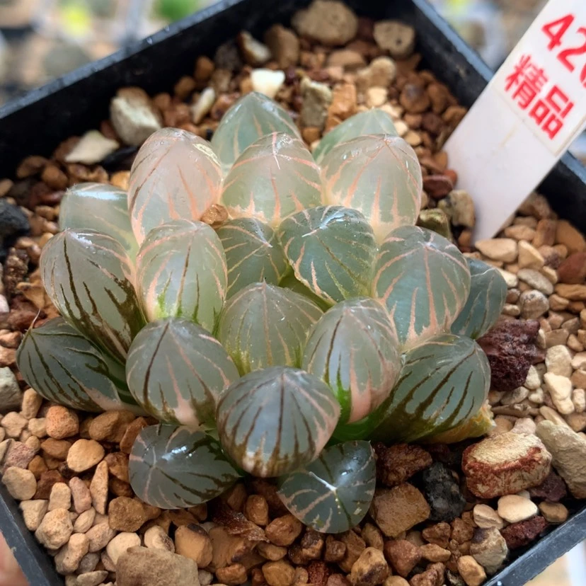 【闪购商品】426霓虹灯