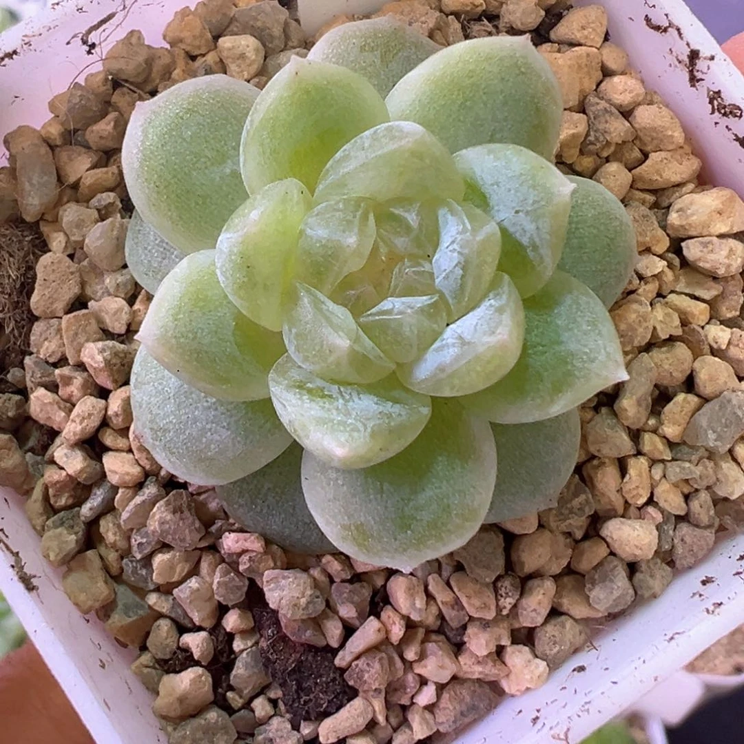 309号白冰晗雨多肉植物