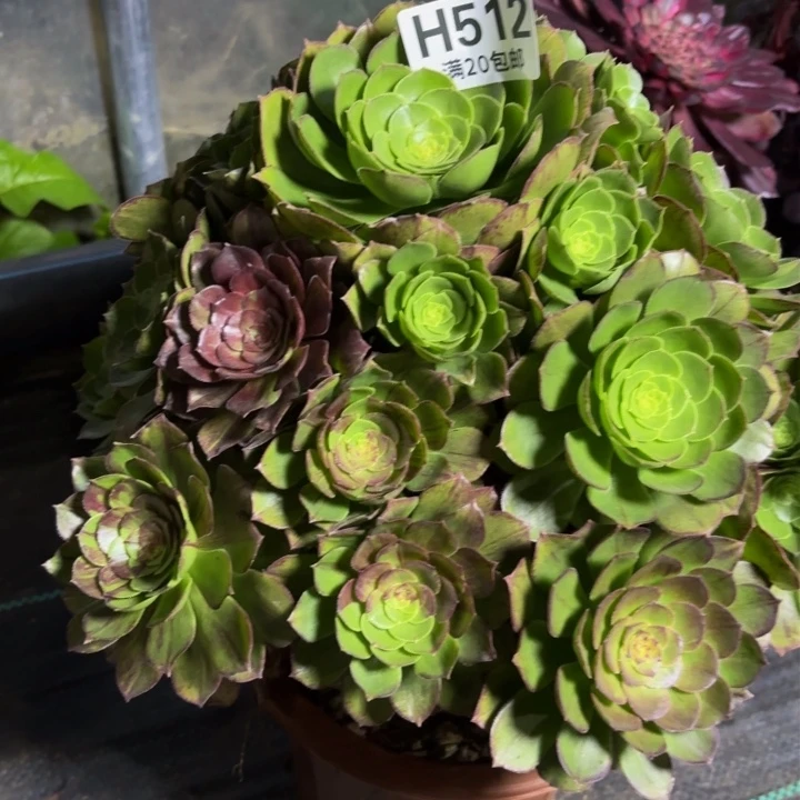 瑞妈一物一拍512