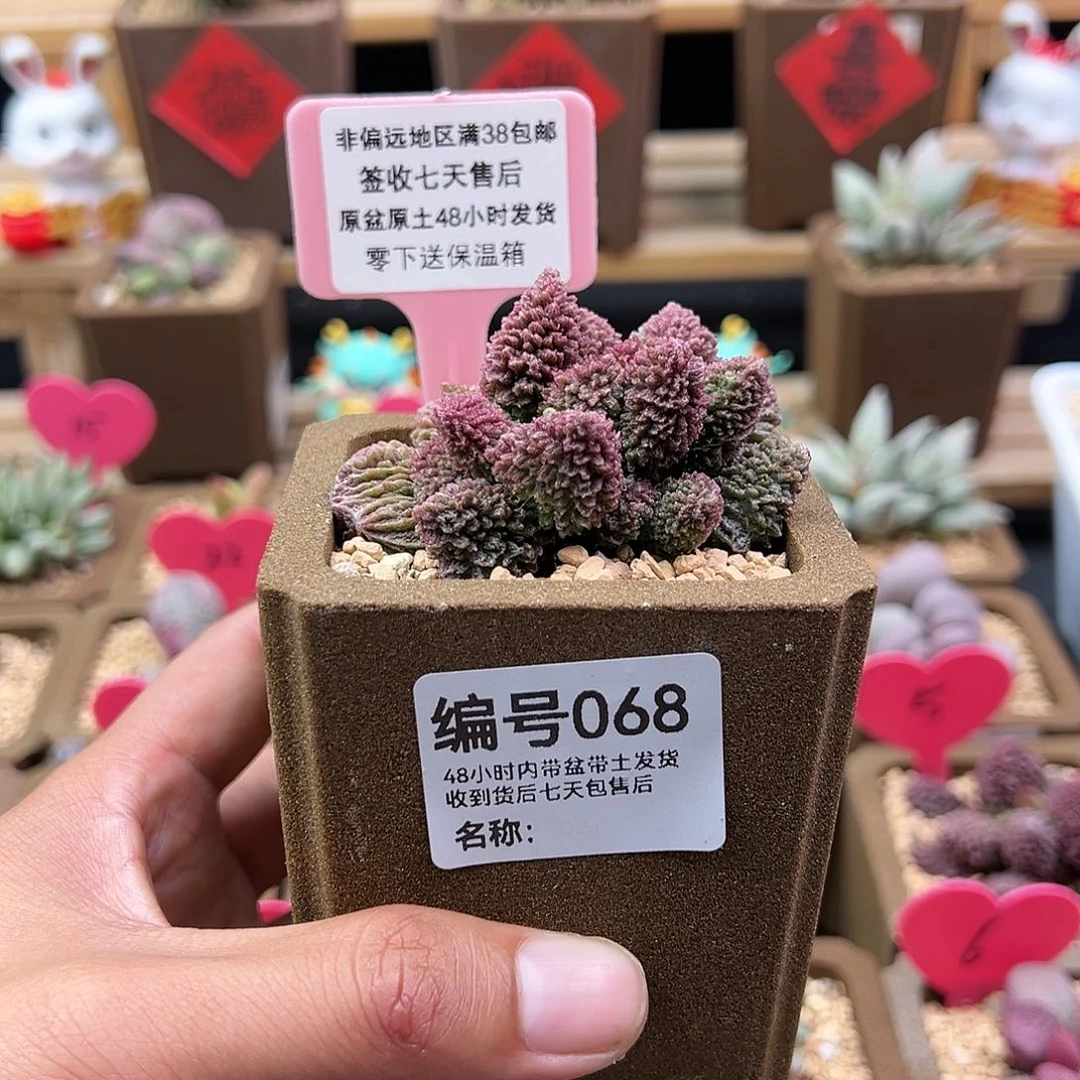 家**选068朱紫玉多肉
