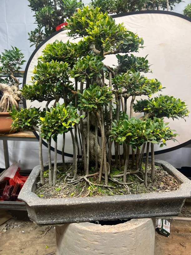 精品造型丛林台湾小叶虎皮金丝楠木榕树盆景，四季常青，高端大气