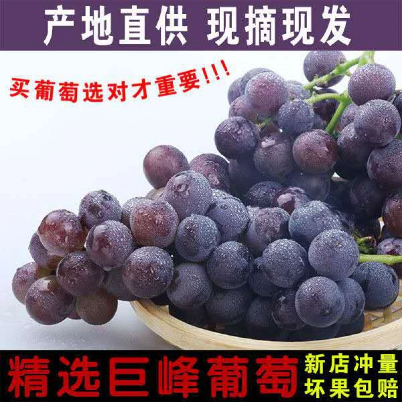 巨峰葡萄新鲜孕妇水果整箱包邮应当季酸甜口现摘东北辽峰葡萄