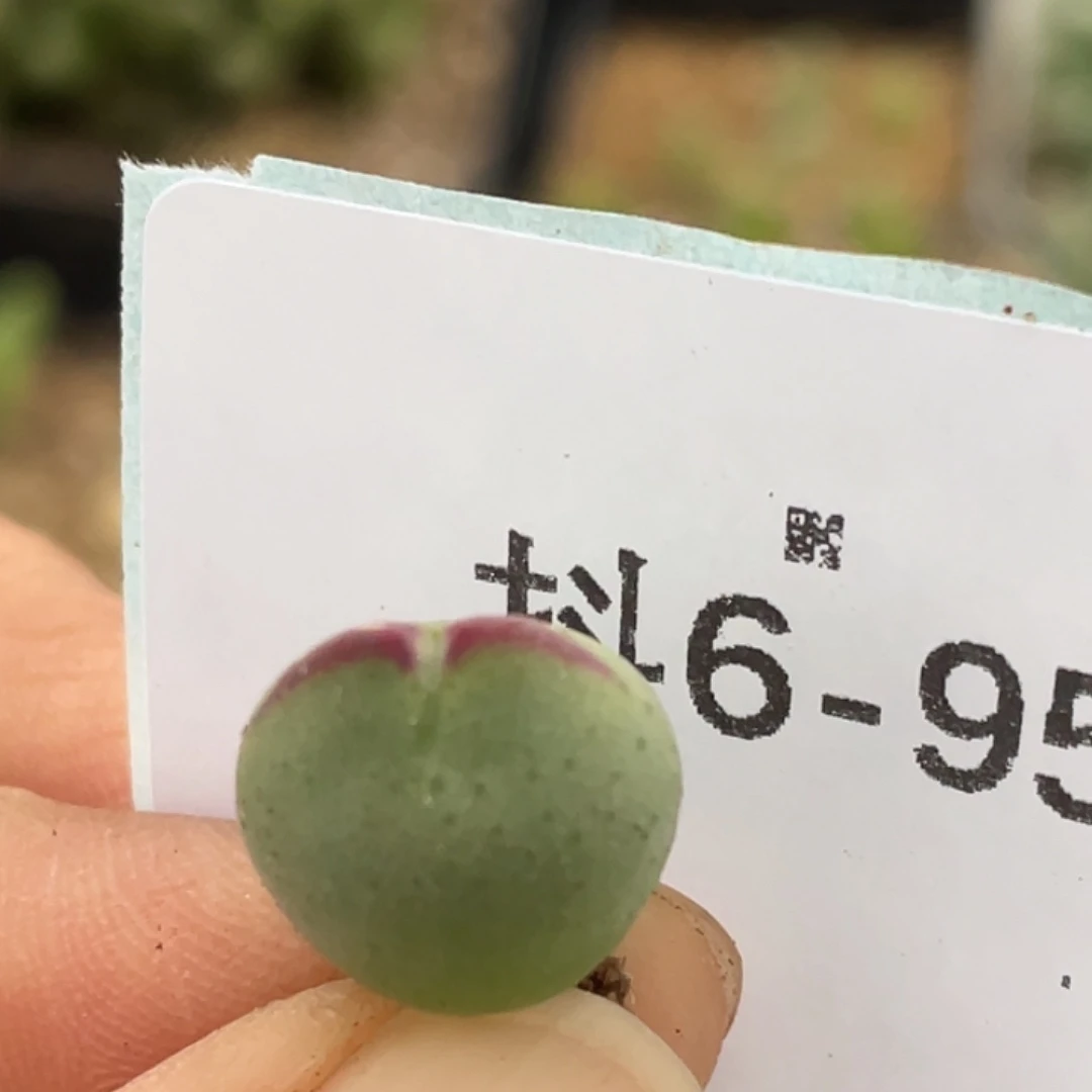 6-95比卡丘多肉植物