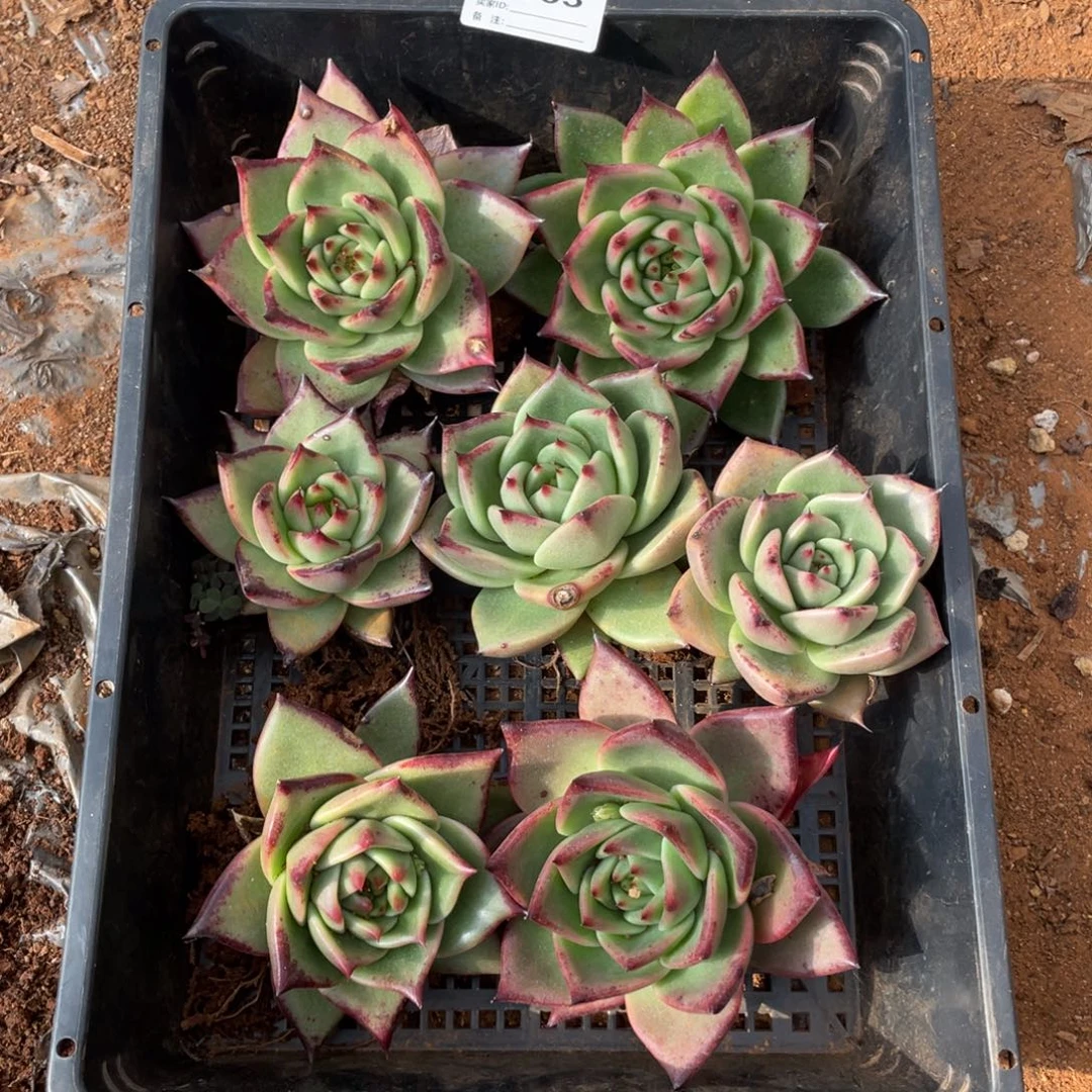 无花朵若如东云单拍B463