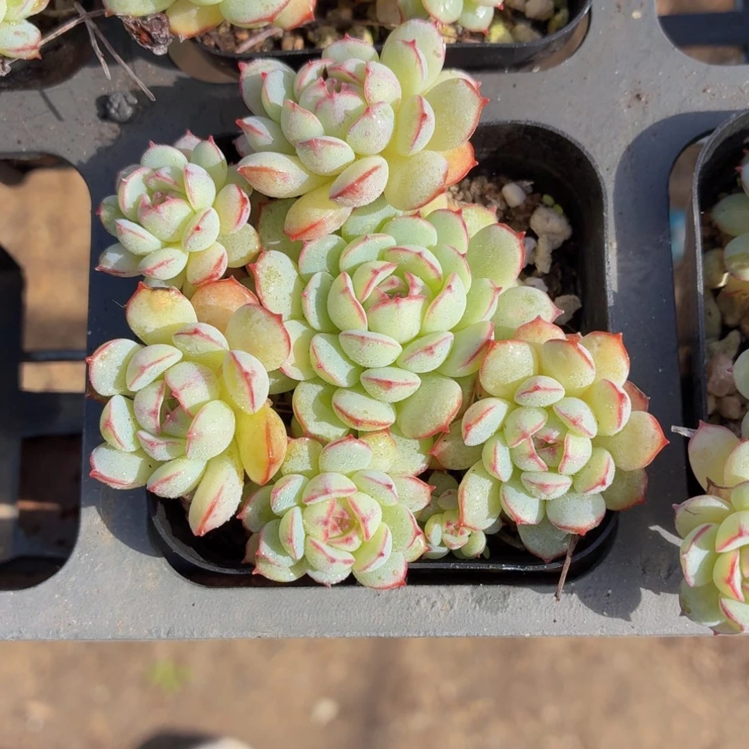 小红船多肉9.9包邮发货