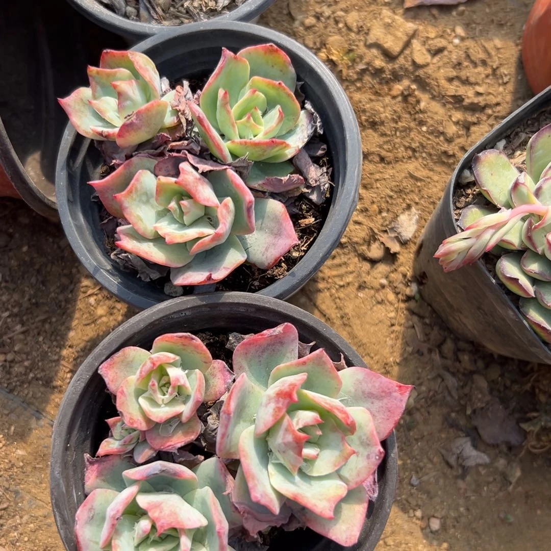 ✨****多肉植物两颗龙赞你