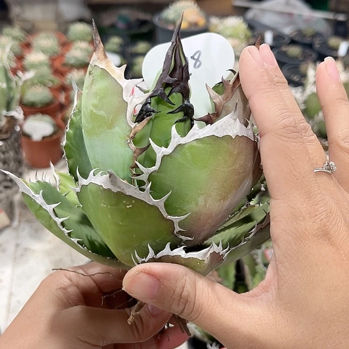 寒*398黑火111111111111