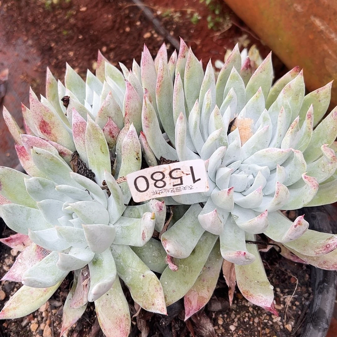 赛琳娜仙女杯多肉。