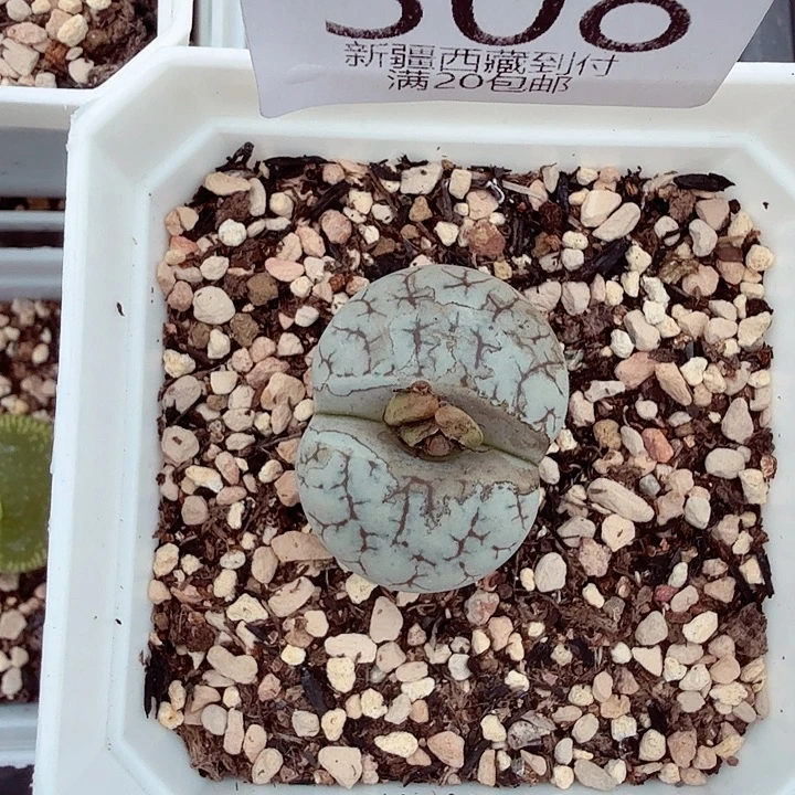 哈哈哈你真的会有308