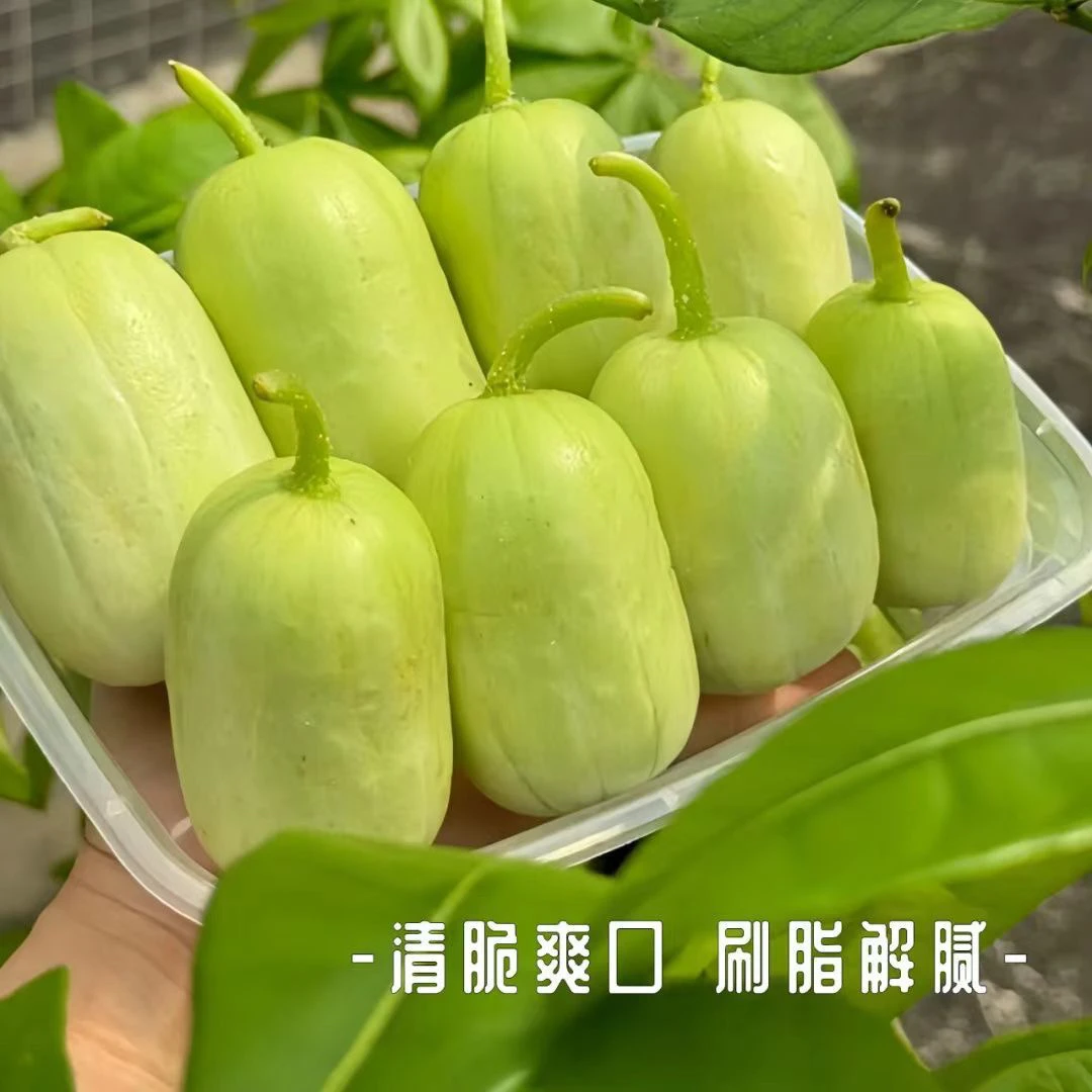 玉女黄瓜水果拇指小黄瓜迷你水果黄瓜脆嫩爽口原产地直发