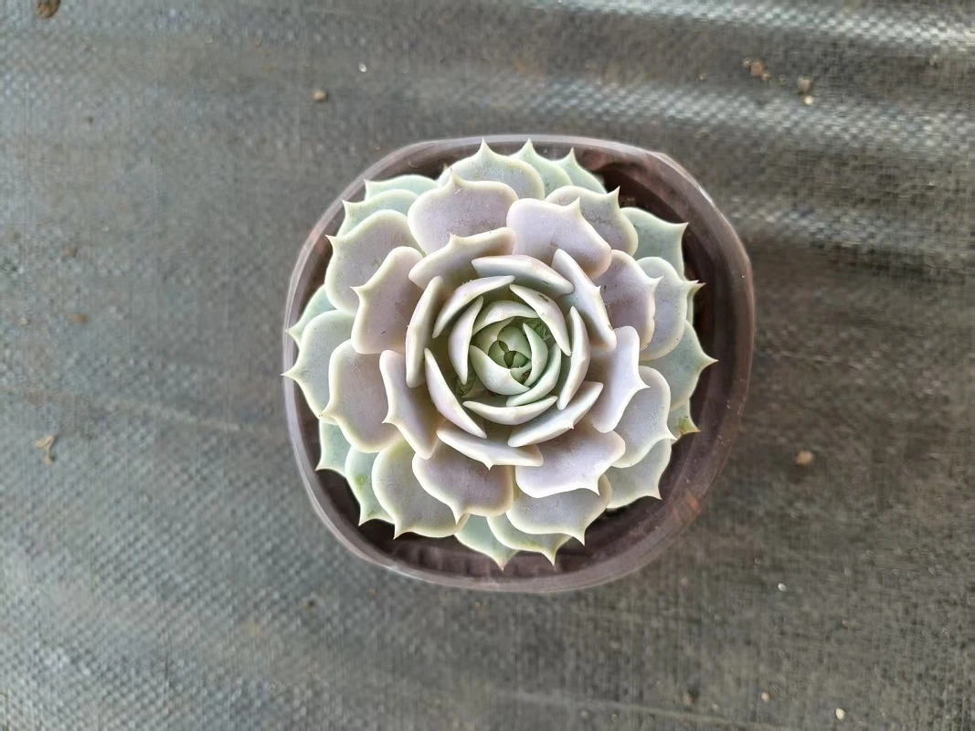 好看易养活的露娜莲多肉植物适合阳台露养