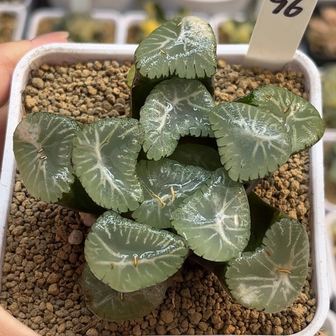 96巨大化翠星万象福利专场