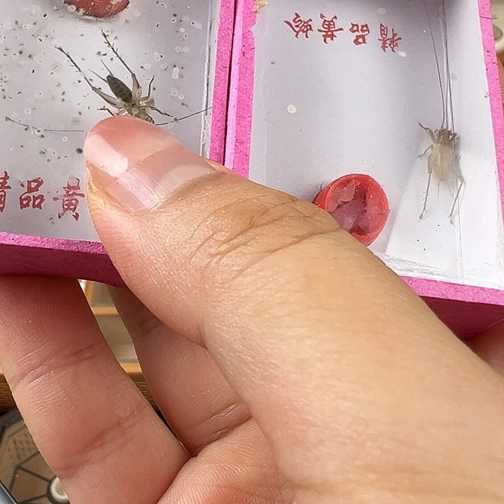 仅一天鸣虫2元开始包邮