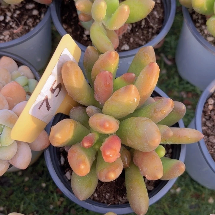 健健康康平平安安