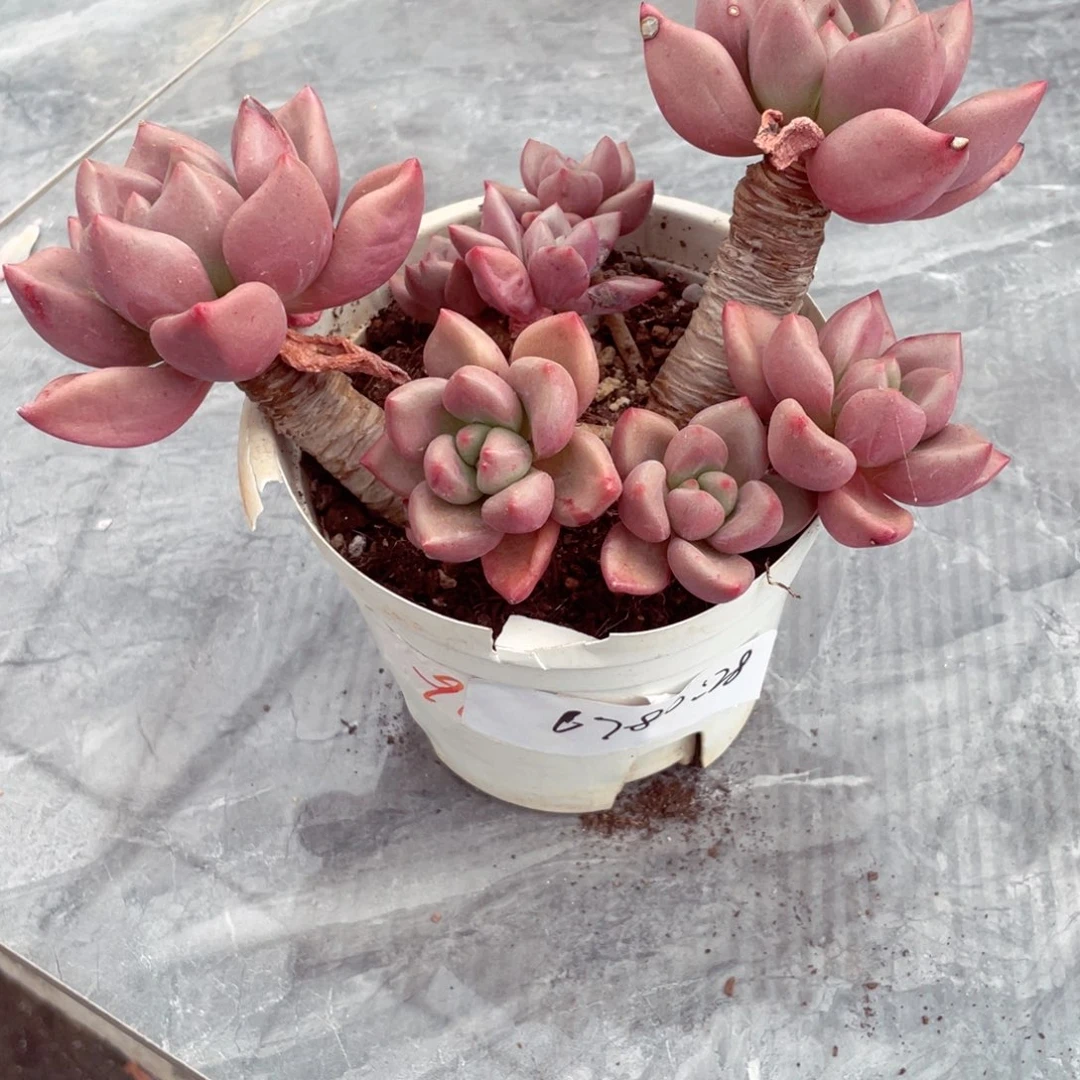 桃花源6786一物一拍