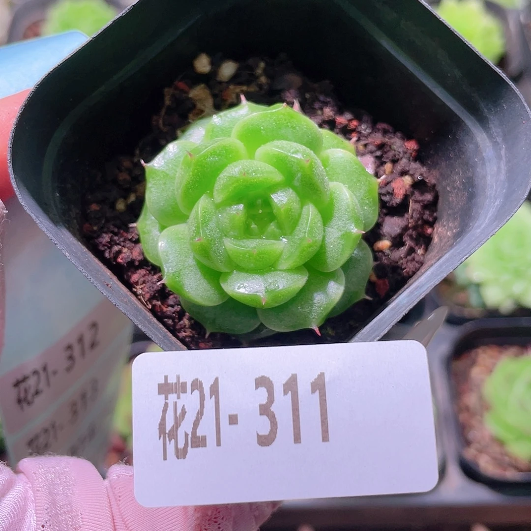 花利美21-311麦秆