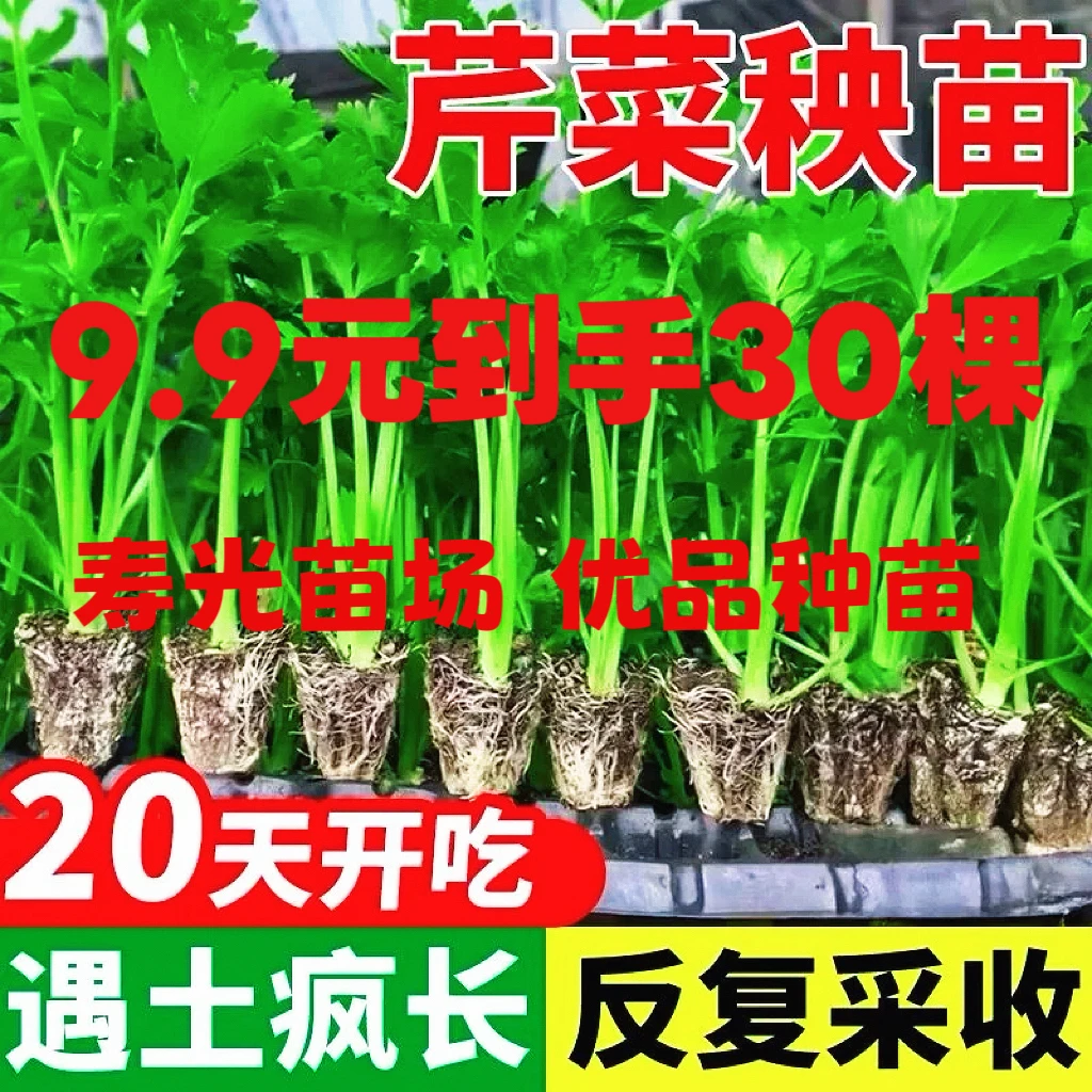 山东寿光芹菜苗秧批发本地水果老品种四季小香芹苗新鲜菜苗大全