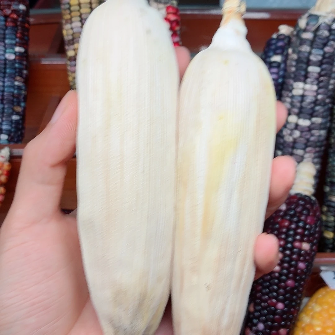 *****吊坠白玉菩提文玩玉米毛料精品