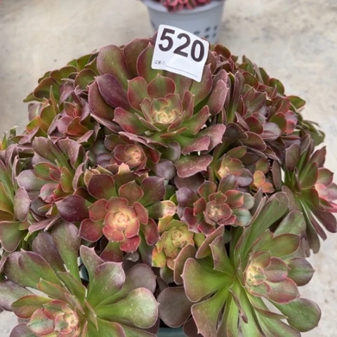 520雅典娜30厘米左右