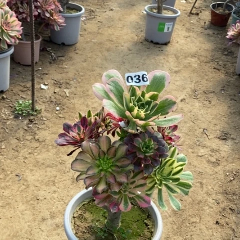 036嫁接多肉法师