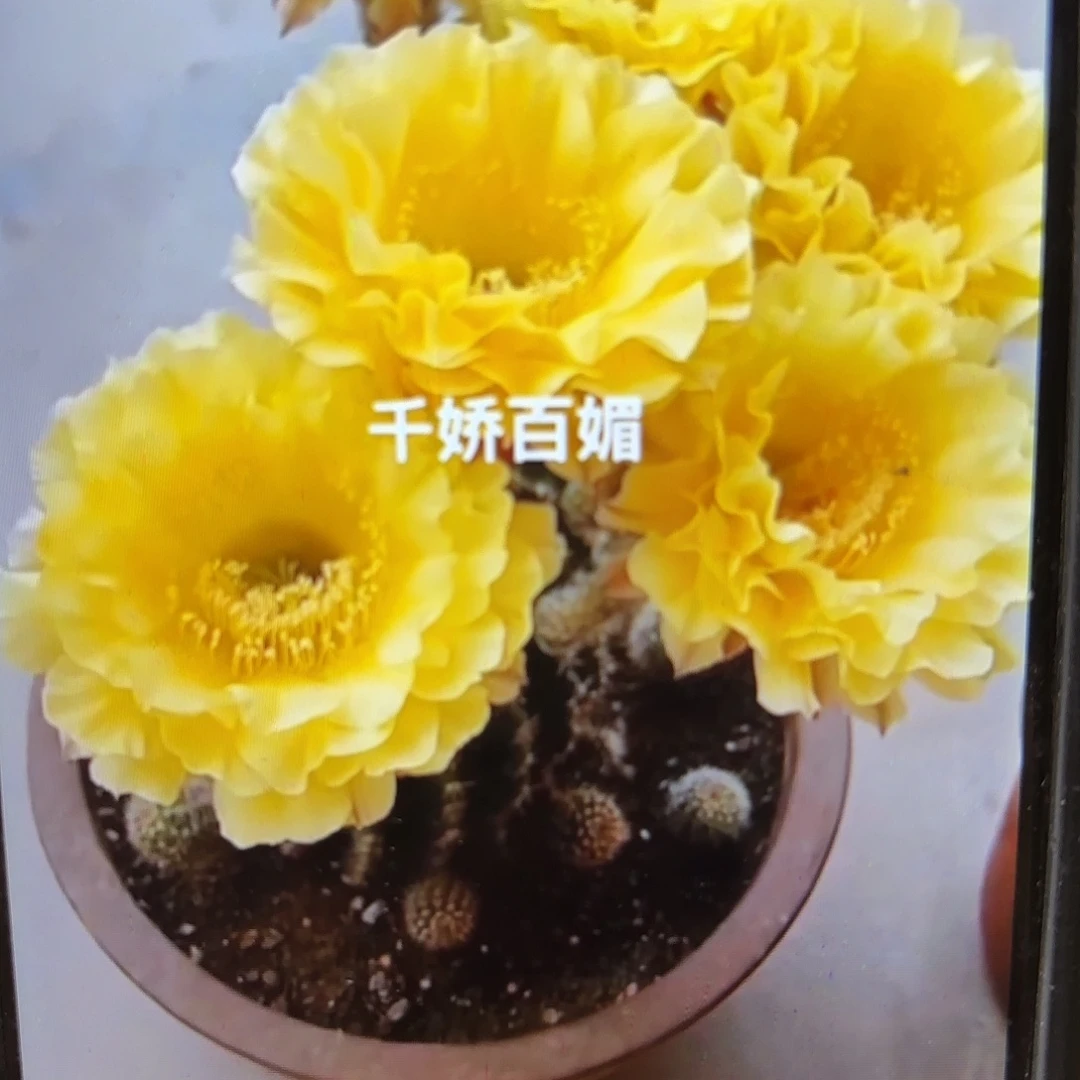 娇媚彩侧牙20包邮21