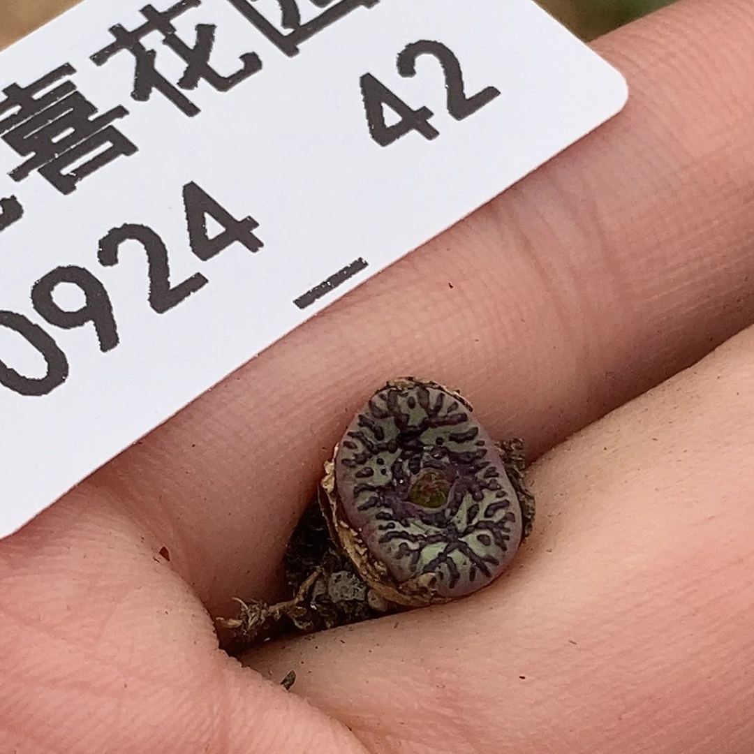 0924-42-wc霓虹安贞脱土。