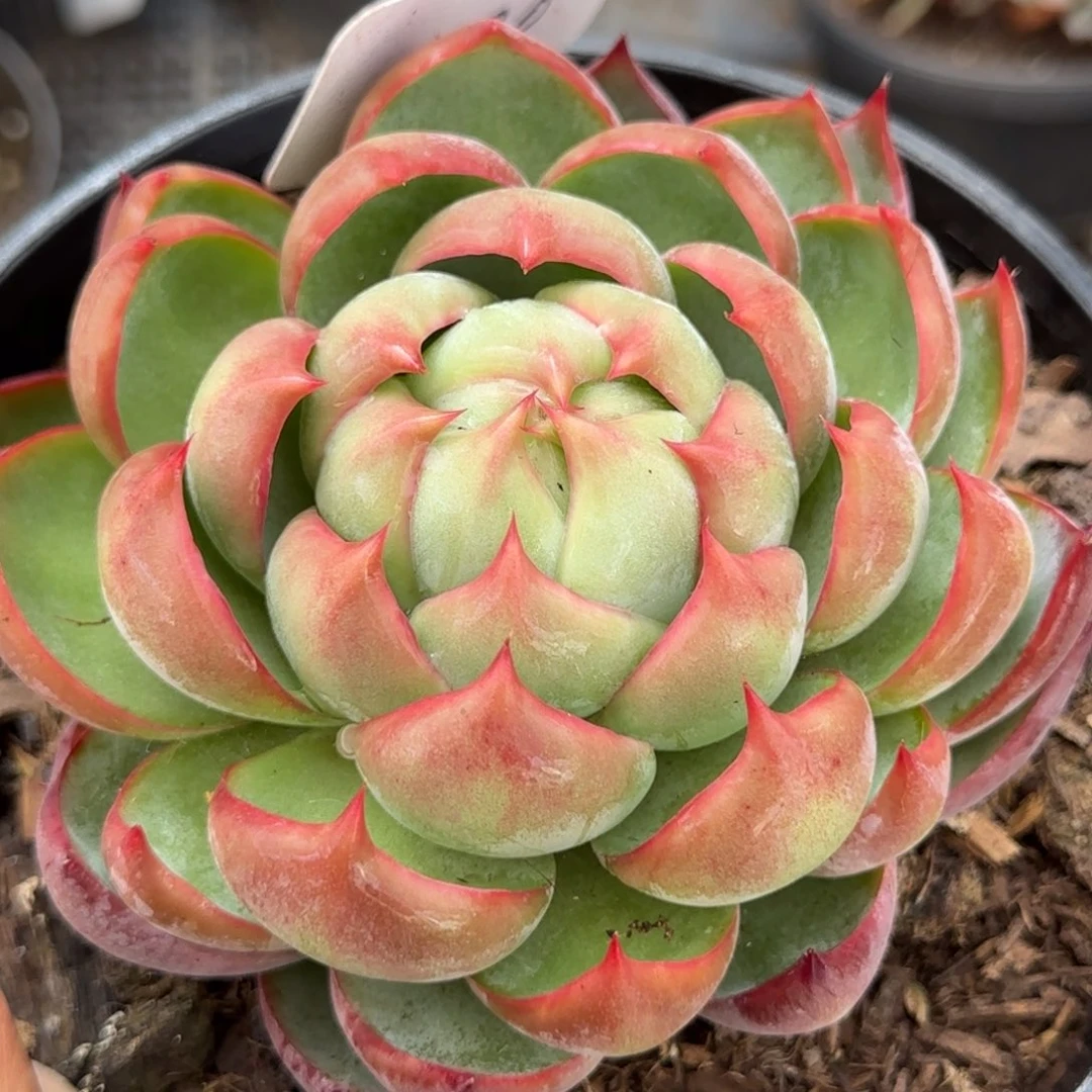 火焰惊鸿一物一拍包装收缩花旱330