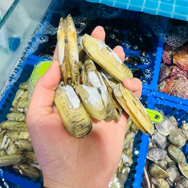 鲜活蛏子500g左右