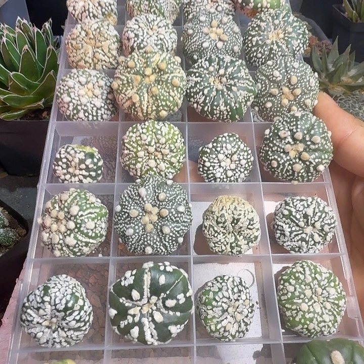 一代兜兜侧芽38.8包邮