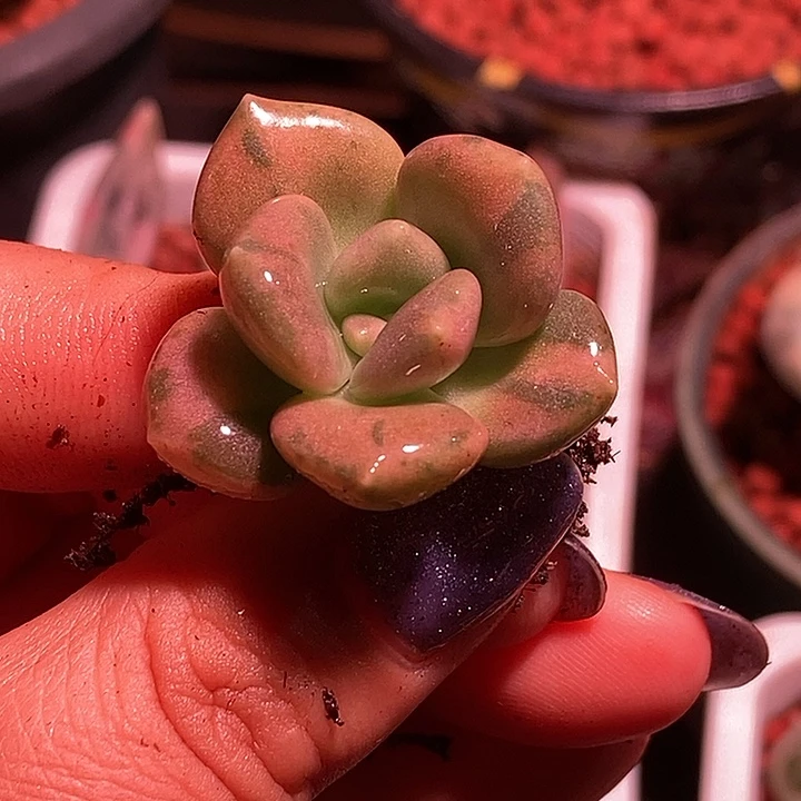 凌*美人杂锦多肉植物