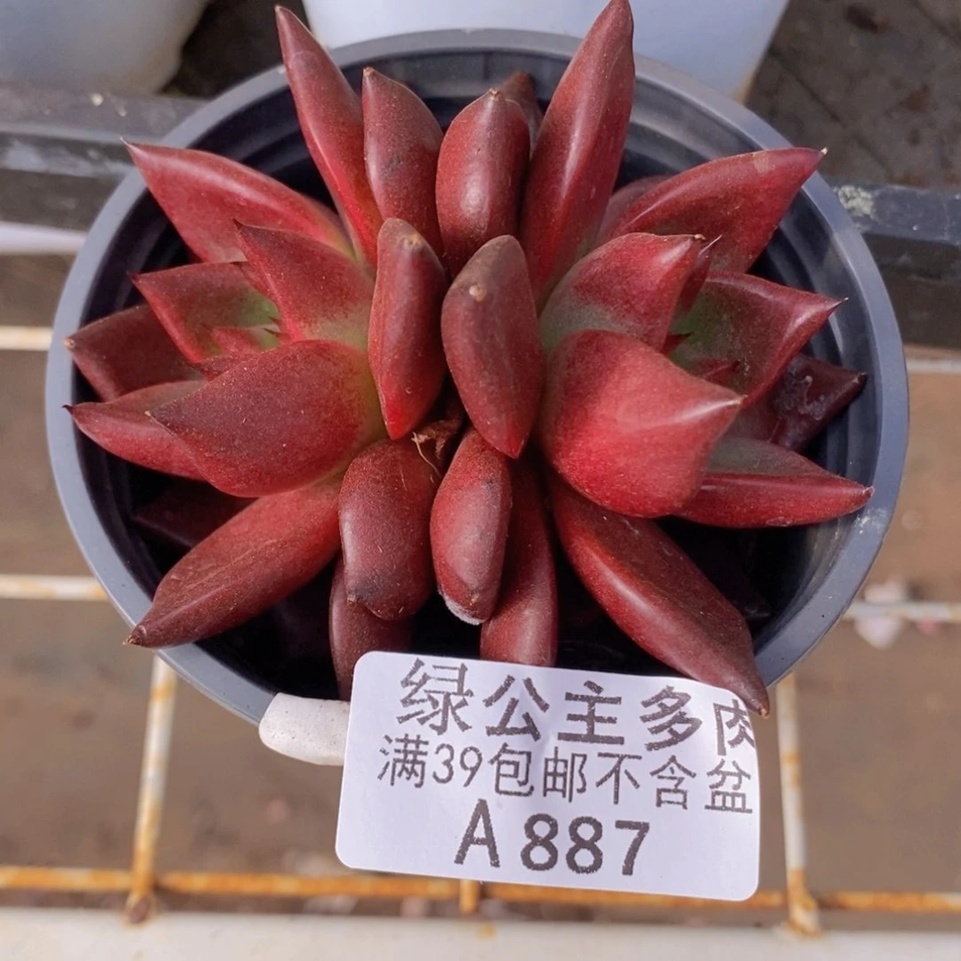 罗宾7cm887多肉植物