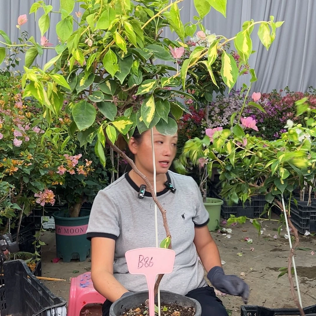 期****当前无花栽培后可以开花B86橙白