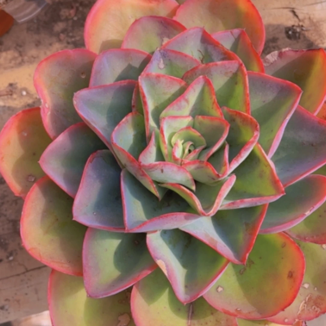 【闪购商品】冰与火14169