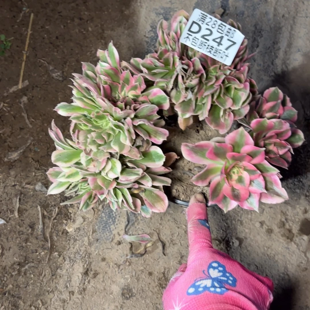 M. 247女巫最多肉112233