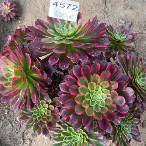 朝霞多肉多肉4572