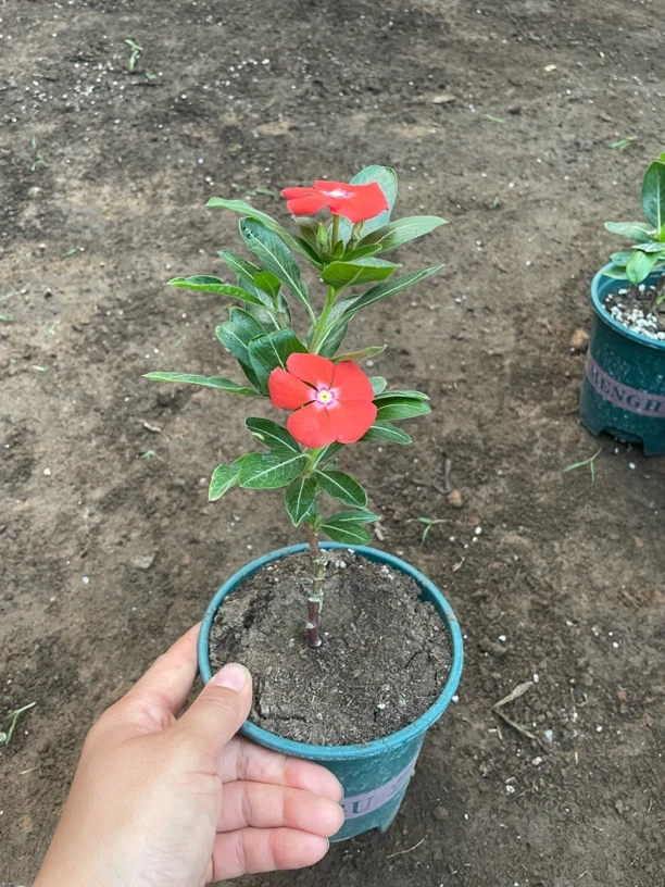 2号长春花嫁接（一物一拍）