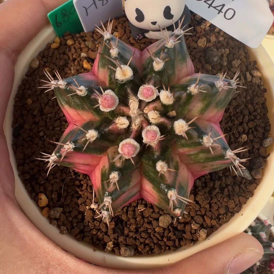 440 好看的米哈冲冲冲