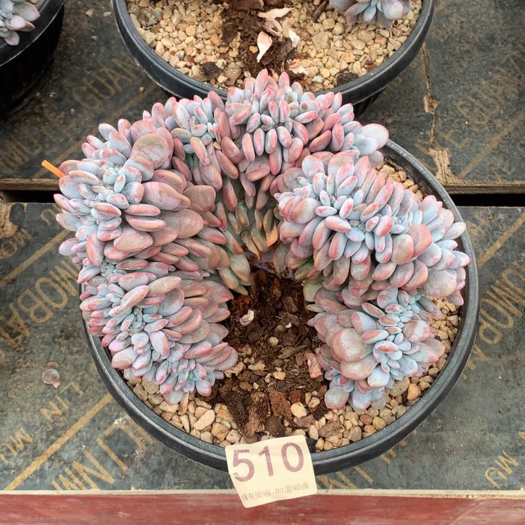 510粉兔缀化多肉植物