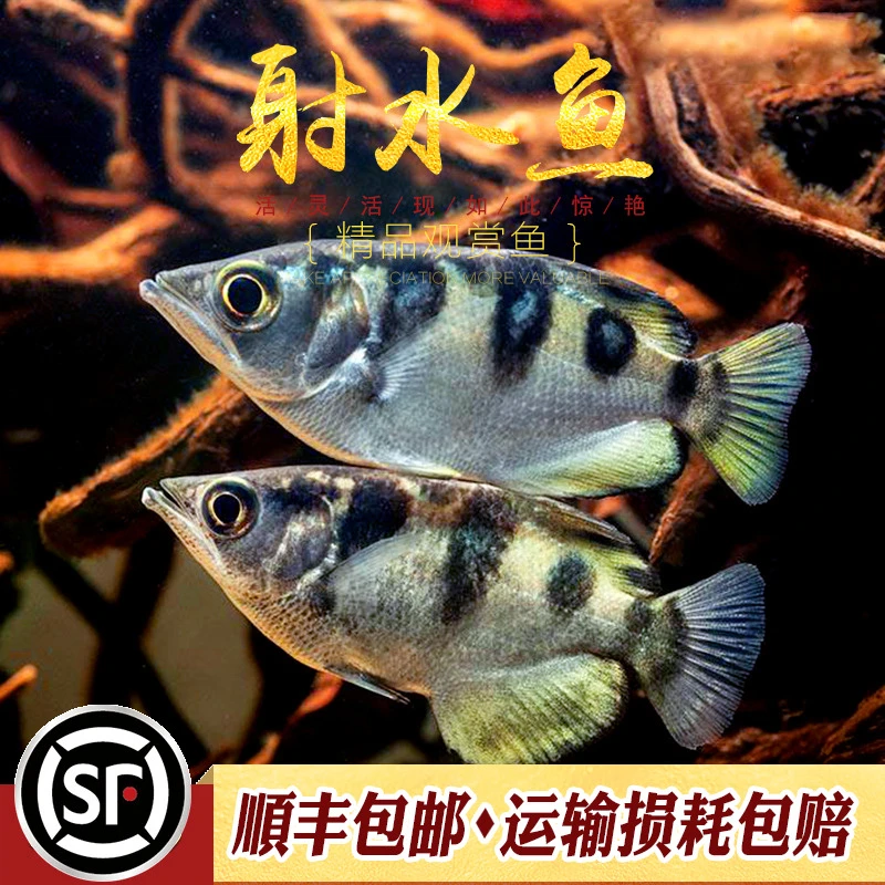 射水鱼高射炮鱼射飞虫网红鱼稀有淡水鱼水族热带中型观赏鱼活体