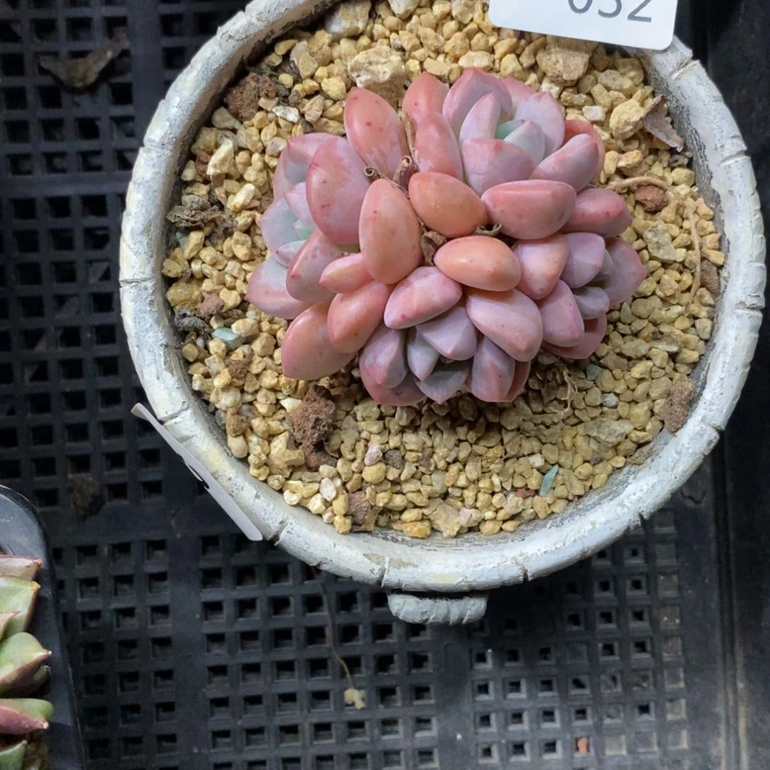 713032四头多肉粉色多肉