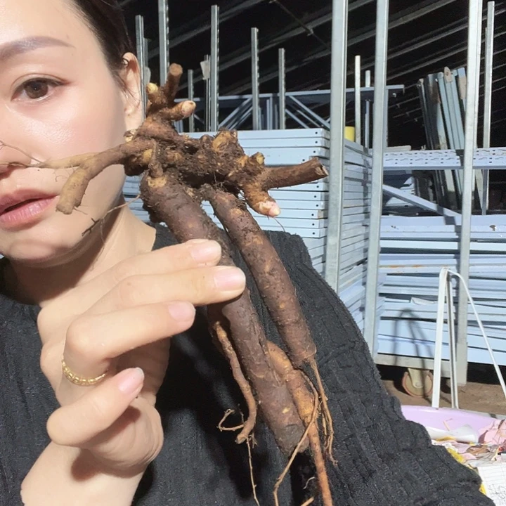 当前无花栽培后可以开花凯西触摸