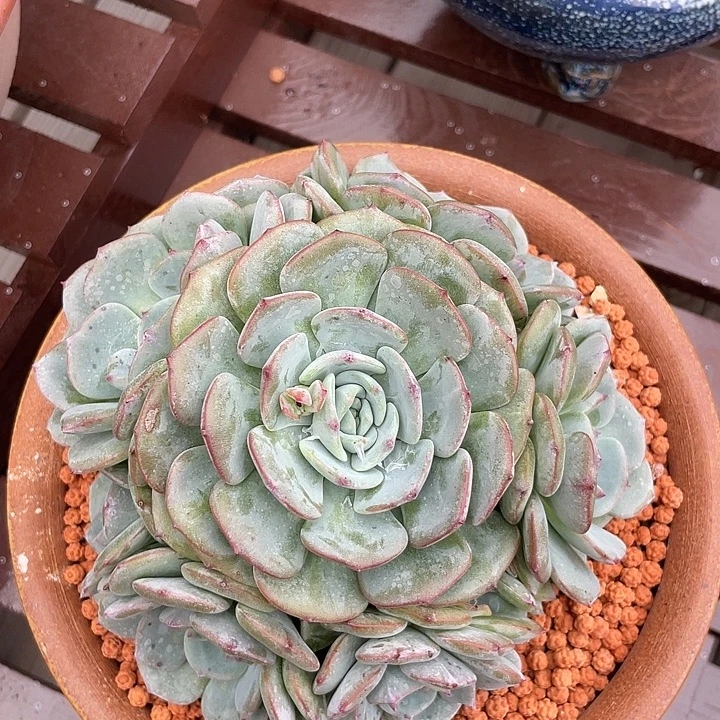 勃朗峰多肉植物手捧