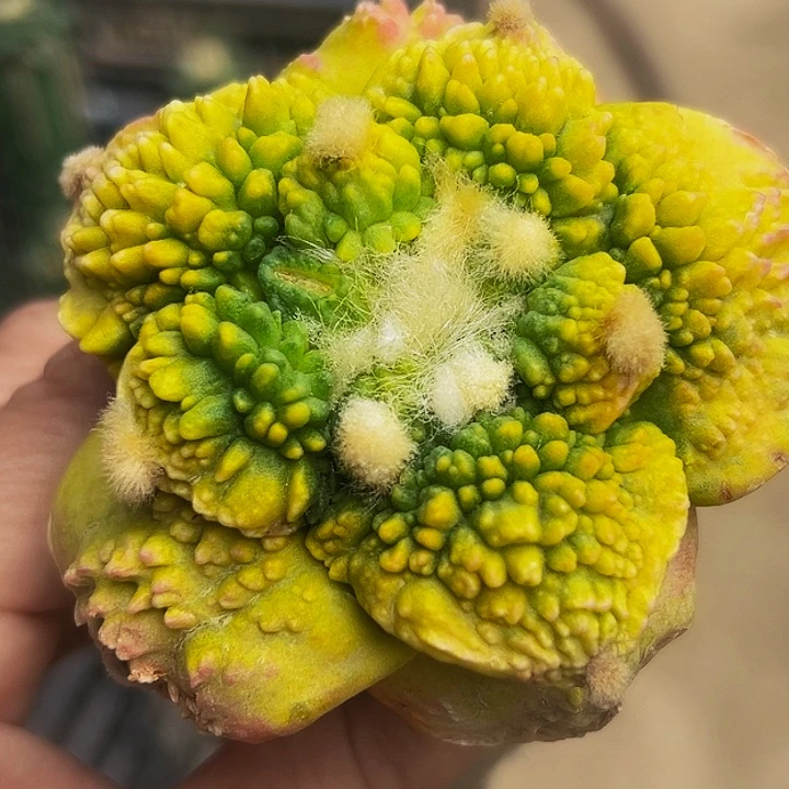无花朵福利大尤炸尤哥怒牡丹锦590小瑕疵