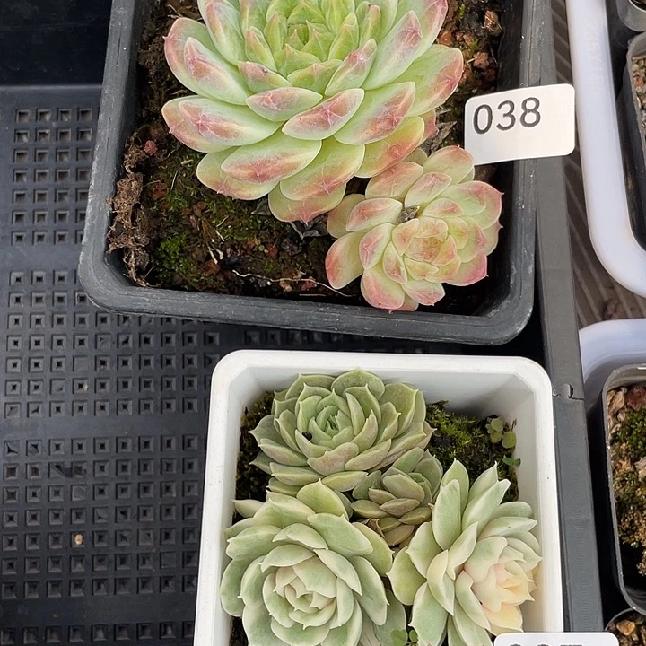 38。  冰魄。