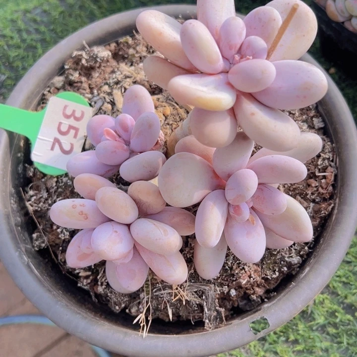 健健康康平平安安多肉