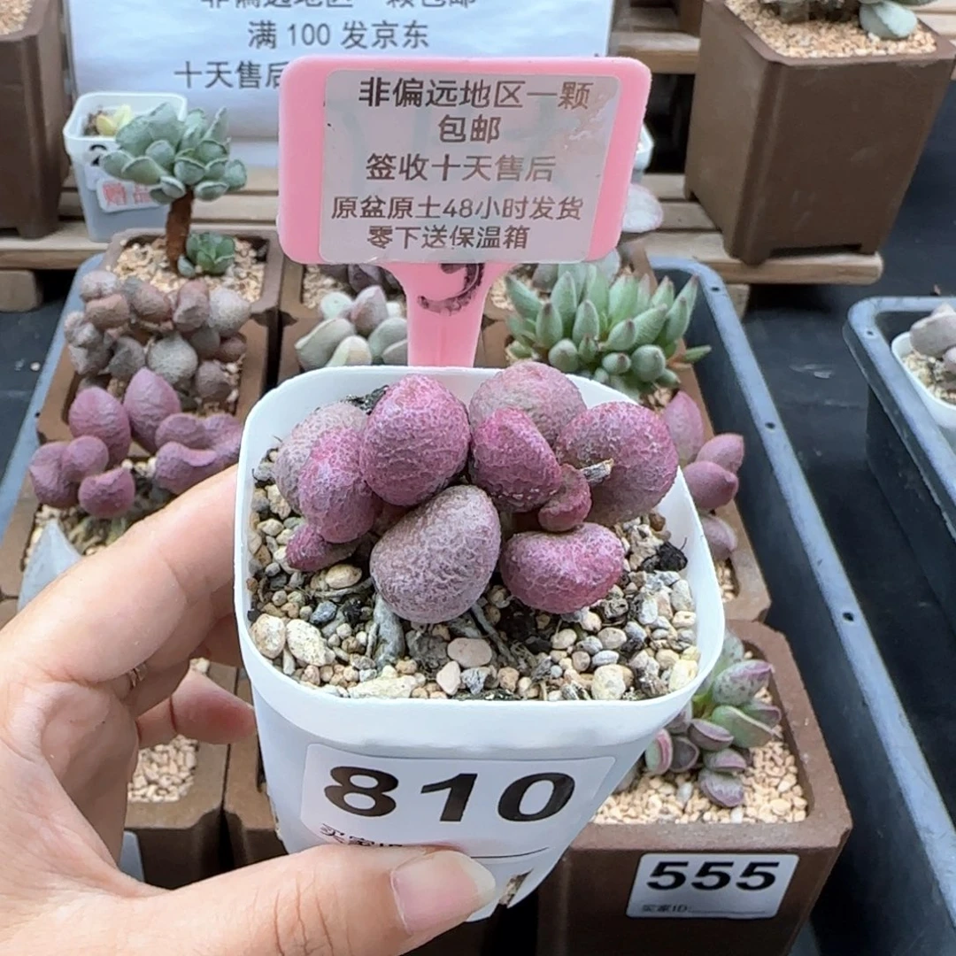 810夏娃多肉植物