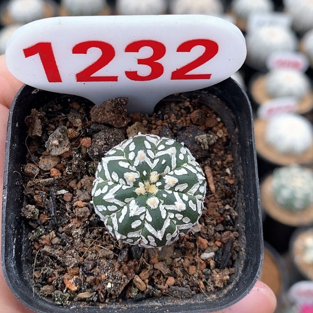 1232v兜系列产品福利来袭