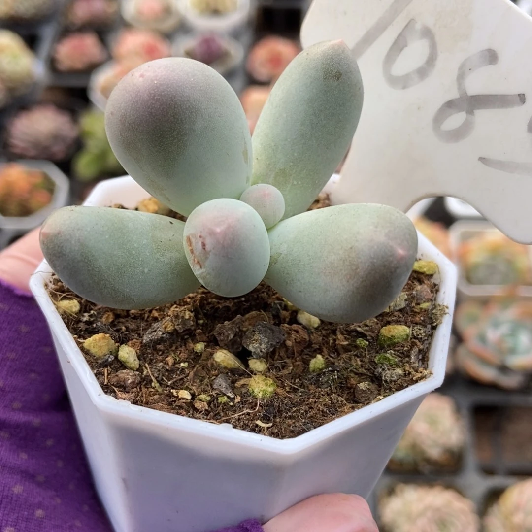 *️****1083米可奶多肉植物