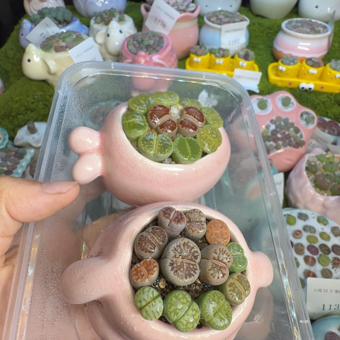 麻***虫多肉植物一物一拍1212