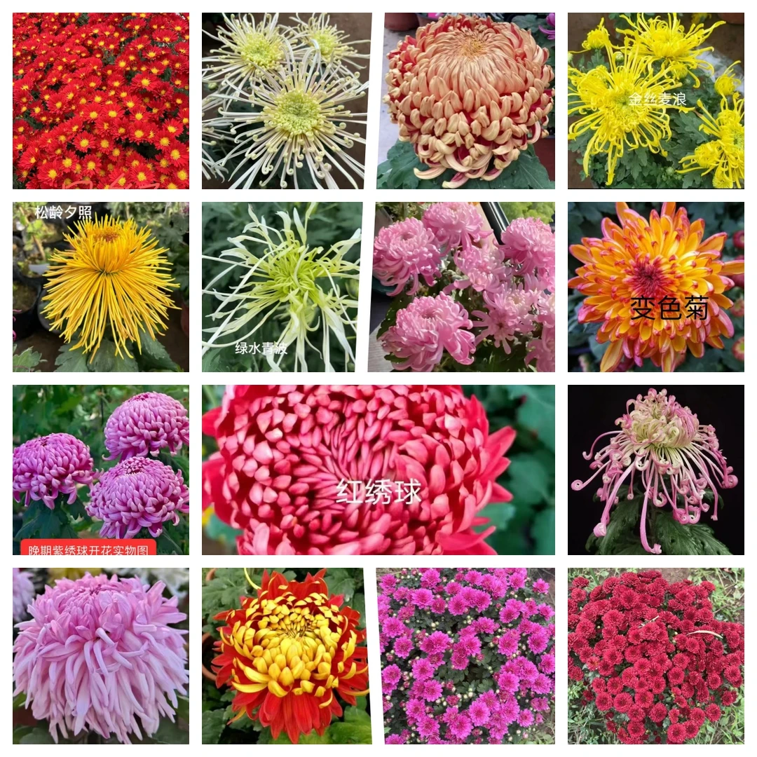 【主播推荐】基地直发九月菊大菊变色菊花苗穴苗到手15颗金背大红